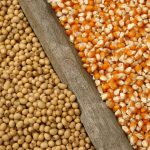 Soybean Export Inspections Climb While Corn and Wheat Decline — Cooperstown Community news